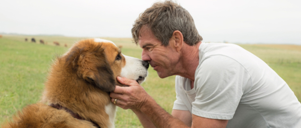 Photo of Universal Pictures presenta ‘A dog’s purpose’