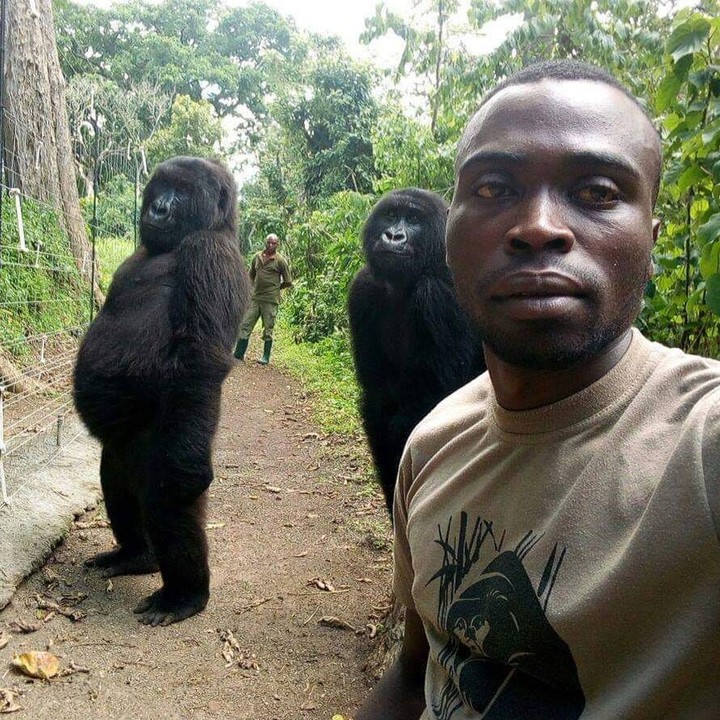 Photo of Gorilas huérfanos posan en un selfie con el guardaparque